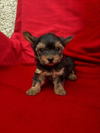 Yorkshire terrier