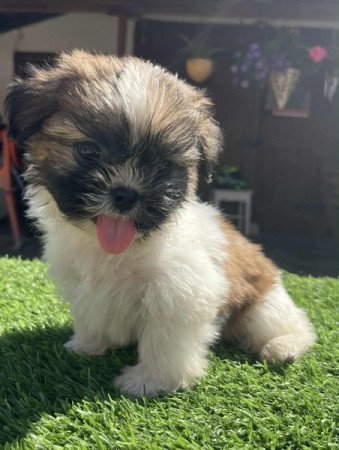 Shi-tzu