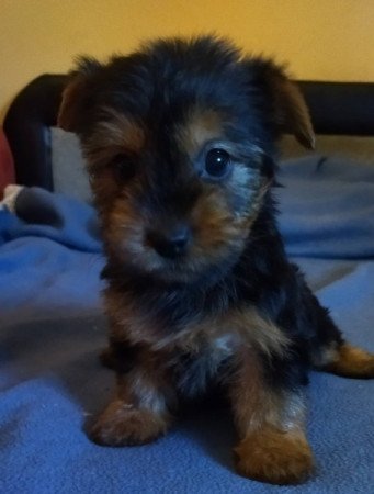 Yorkshire terrier