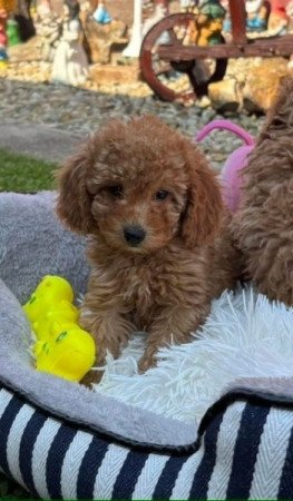 Törpe uszkár kislány gazdiját keresi