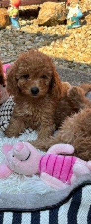 Törpe uszkár kislány gazdiját keresi