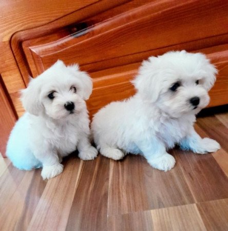 Máltai selyemszőrű