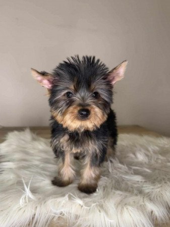 Yorkshire terrier