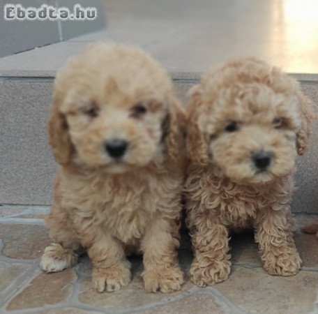 Törpe uszkár kiskutyák gazdit keresnek