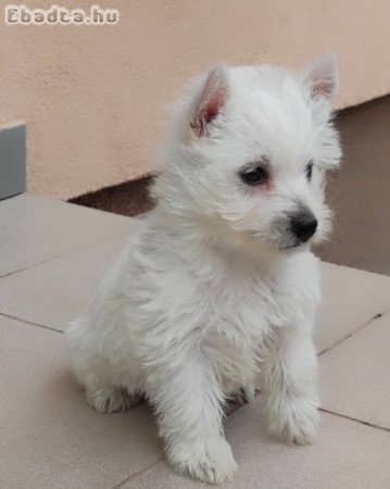 Westie 8 hetes kiskutyák gazdit keresnek
