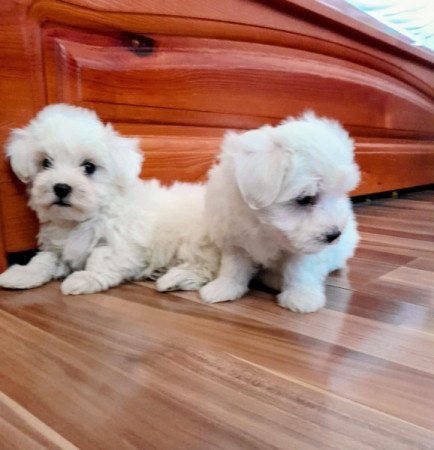 Máltai selyemszőrű