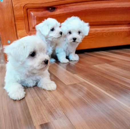 Máltai selyemszőrű