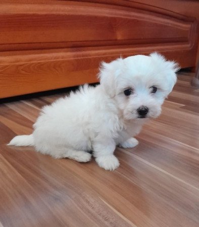 Máltai selyemszőrű