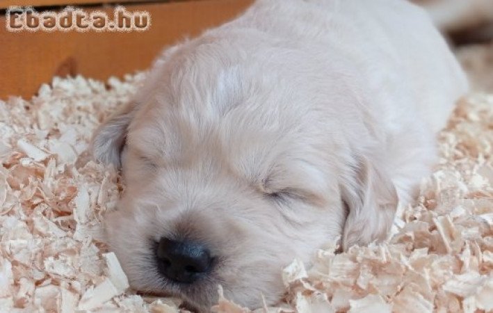 Golden Retriever 12 hetes kan kiskutya