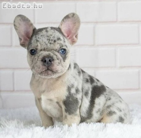 Francia bulldog kölykök