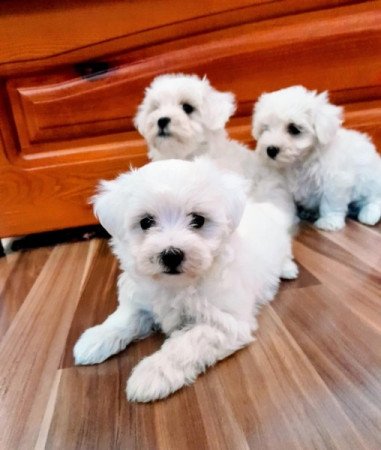 Máltai selyemszőrű