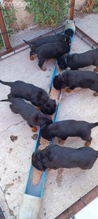 Rottweiler kiskutyák eladók.