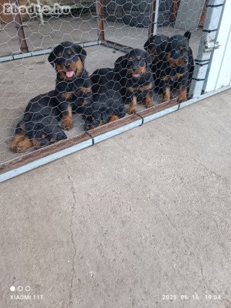 Rottweiler kiskutyák eladók.
