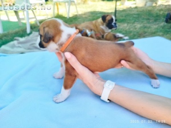 német Boxer kölyök