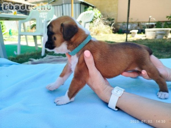 német Boxer kölyök