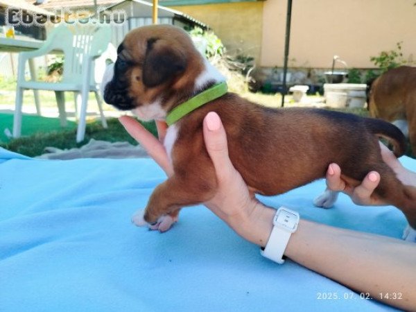 német Boxer kölyök