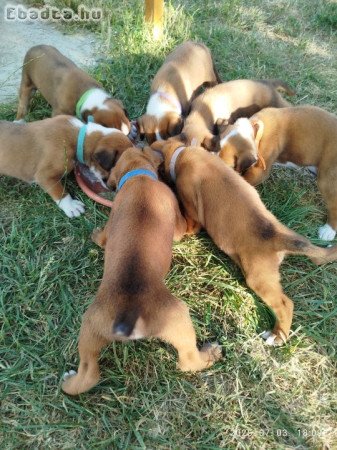 német Boxer kölyök