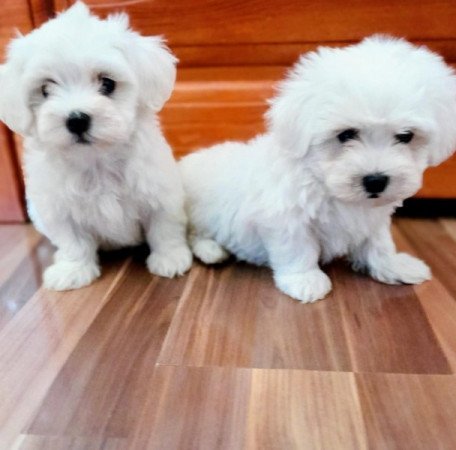 Máltai selyemszőrű