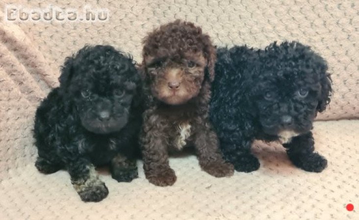 Toy uszkár kiskutyák