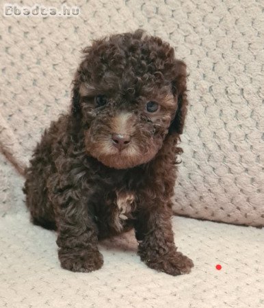 Toy uszkár kiskutyák