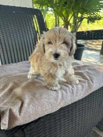 Maltipoo