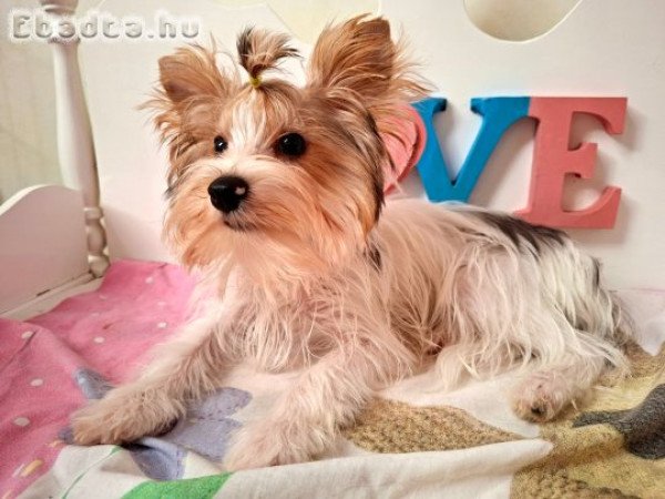 Yorkshire terrier kisfiú (yorki)