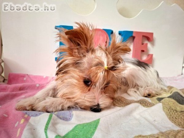 Yorkshire terrier kisfiú (yorki)