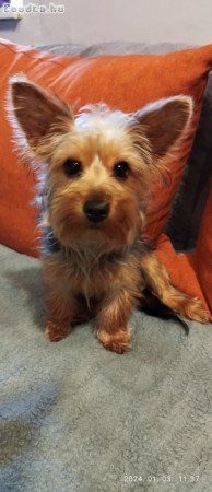 Yorkshire terrier