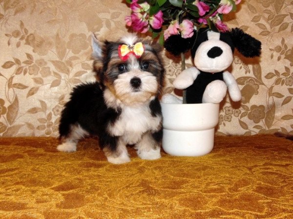 Yorkshire Terrier, Yorki