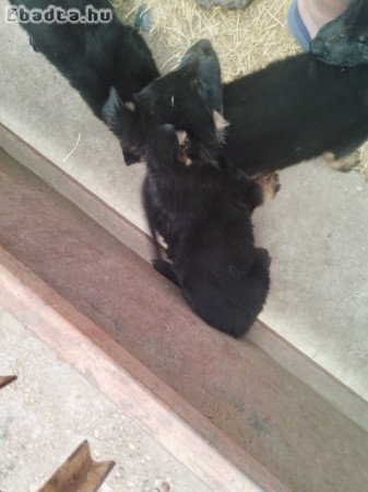 Német juhász kiskutyák eladók