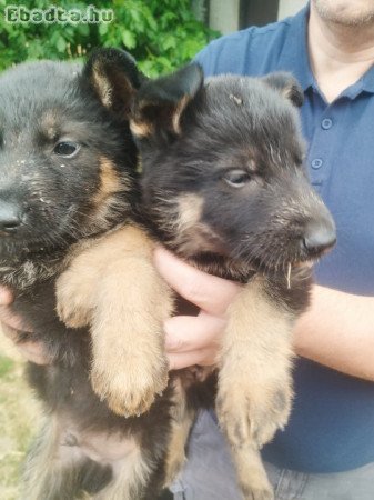 Német juhász kiskutyák eladók