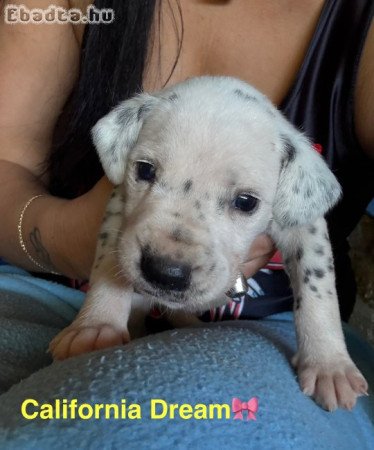 Törzskönyves dalmata kiskutyák