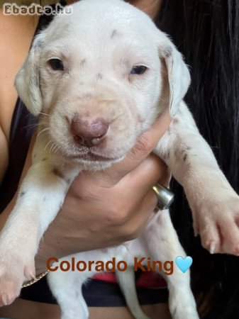 Törzskönyves dalmata kiskutyák