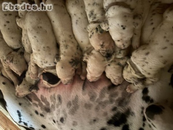 Törzskönyves dalmata kiskutyák