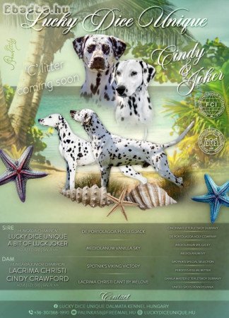 Törzskönyves dalmata kiskutyák