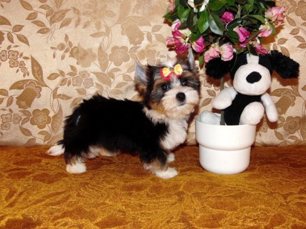 Yorkshire Terrier, Yorki