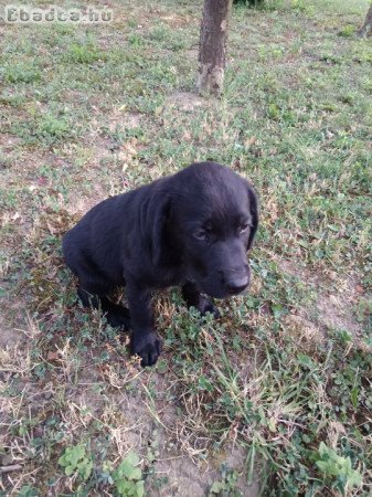 Labrador fajtatiszta jellegű kölyök kutya