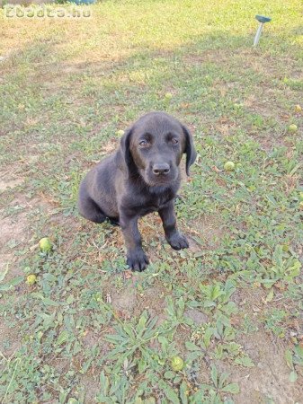 Labrador fajtatiszta jellegű kölyök kutya
