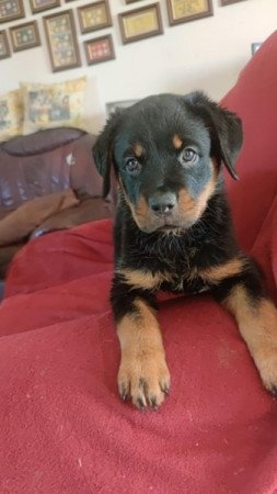 Rottweiler