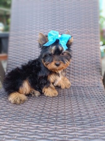 Yorkshire Terrier