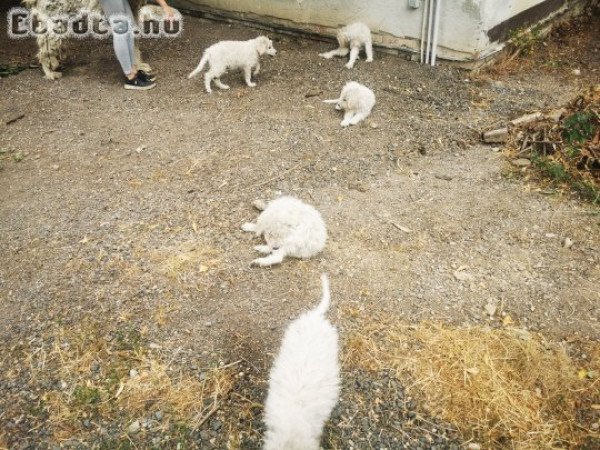 Tíz hetes komondor jellegű kiskutyák költöznének