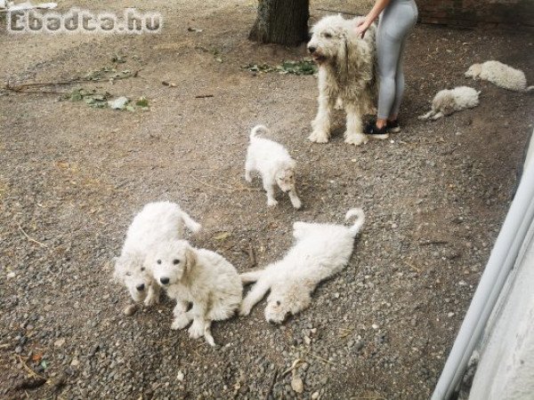 Tíz hetes komondor jellegű kiskutyák költöznének