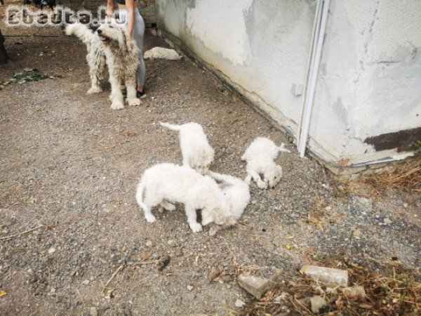 Tíz hetes komondor jellegű kiskutyák költöznének