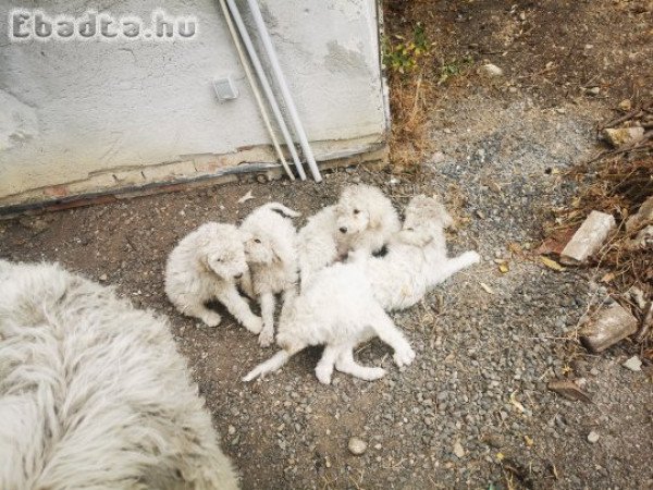 Tíz hetes komondor jellegű kiskutyák költöznének