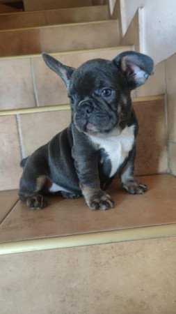 francia bulldog