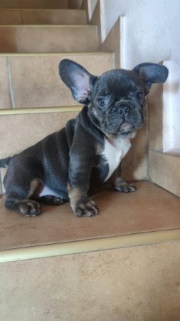 francia bulldog
