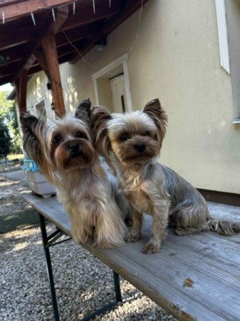 Yorkshire terrier