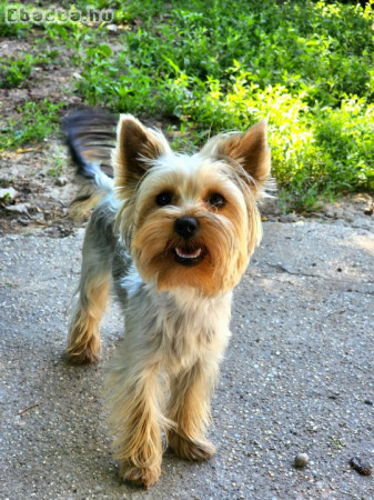 Yorshire Terrier Fajtajellegű