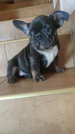 francia bulldog