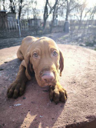 Magyar vizsla kiskutyák